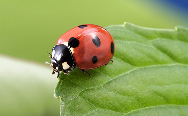 Beneficial Insects to Keep in Your Garden