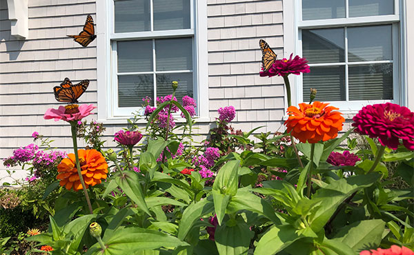 Attract Butterflies to Your Garden